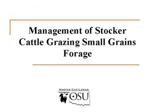 Management of Stocker Cattle Grazing Small Grains Forage