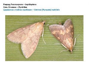 Chrysomelidae Diabrotica virgifera Bruchus pisorum pisi Chrysomelidae Entomoscelis