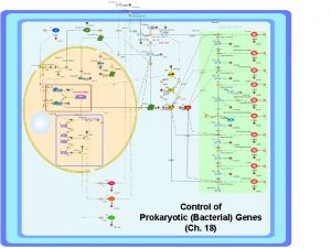 Control of Prokaryotic Bacterial Genes Ch 18 Bacterial