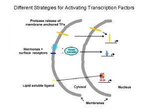 Different Strategies for Activating Transcription Factors NUCLEAR RECEPTORS