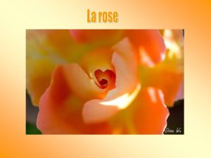 Un certain homme planta une rose et larrosa