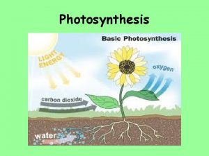 Photosynthesis Warmup Read the following and respond In
