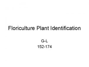 Floriculture Plant Identification GL 152 174 152 Gardenia