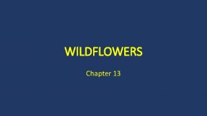 WILDFLOWERS Chapter 13 Wildflower Facts and Figures More