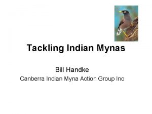 Tackling Indian Mynas Bill Handke Canberra Indian Myna