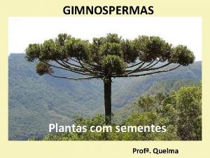 GIMNOSPERMAS Plantas com sementes Prof Quelma GIMNOSPERMAS Representantes