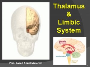 Thalamus Limbic System Prof Saeed Abuel Makarem 1