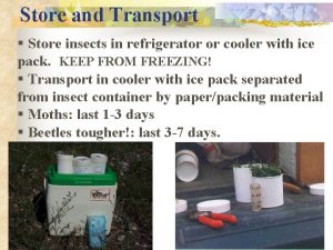 Store and Transport Store insects in refrigerator or