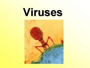 Importance of viruses