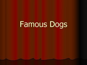Dalmatian irish setter mix