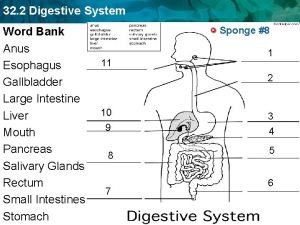 32 2 Digestive System Word Bank Anus Esophagus