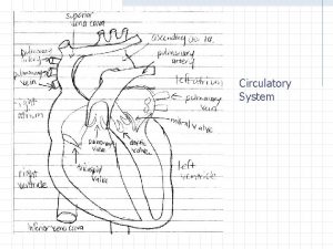 Circulatory System Function and Structure of the Circulatory