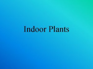 Indoor Plants Selecting Indoor Plants Indoor potted plants