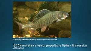 Lipen thymallus ryba roku 2011 v Nemecku L