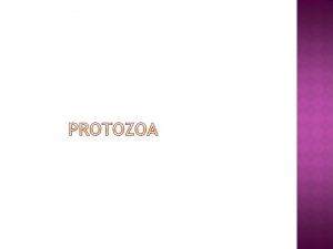 Protozoa berasal dari bhs Yunani proto dan zoon
