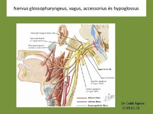 Nervus glossopharyngeus vagus accessorius s hypoglossus Dr Cski