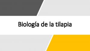 Biologa de la tilapia Taxonoma Clase Actinopterygii Orden