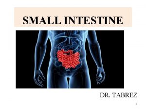 SMALL INTESTINE DR TABREZ 1 BRISSO ARACKAL 2