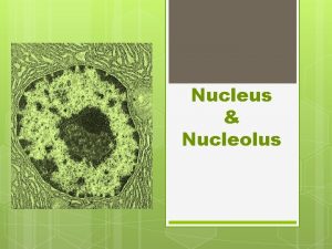 Who discovered nucleolus