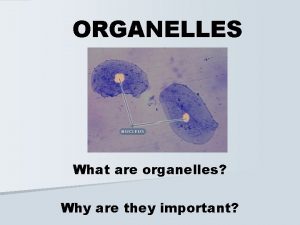 What are organelles and why are they important