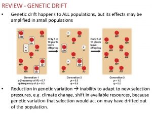 REVIEW GENETIC DRIFT Genetic drift happens to ALL