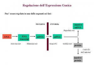 Regolazione dellEspressione Genica Puo essere regolata in una