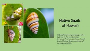 1 Native Snails of Hawaii Native photos were