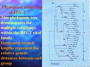 Phylogenic subgroup of HIV2 This phylogenic tree demonstrates