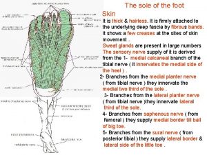 The sole of the foot Skin It is