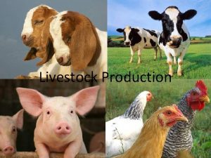 Livestock Production Livestock Production Cattle ranching and farming