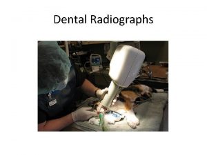 Dental Radiographs The Dental Prophy Consider the canine