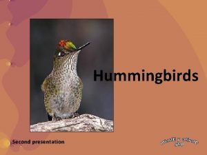 Hummingbirds Second presentation Hummingbirds are birds from the