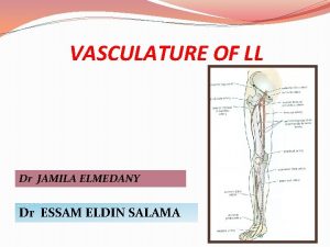 VASCULATURE OF LL Dr JAMILA ELMEDANY Dr ESSAM