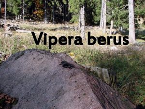 Vipera berus Vipera berus In Romania traiesc trei