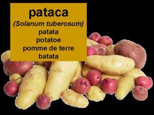 pataca Solanum tuberosum patata potatoe pomme de terre