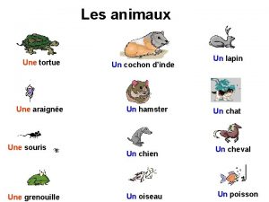 Les animaux Une tortue Une araigne Une souris