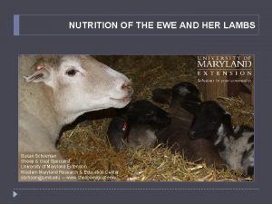 NUTRITION OF THE EWE AND HER LAMBS Susan