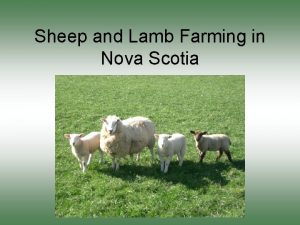 Sheep and Lamb Farming in Nova Scotia Terms