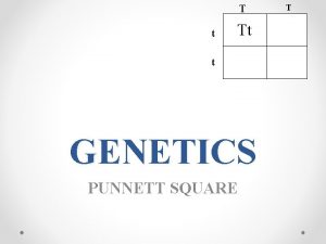 Punnett square tt x tt