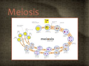 Meiosis Objectives 4 2 1 State that meiosis