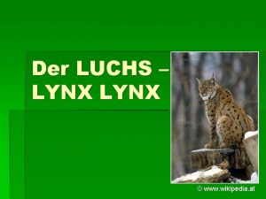 Der luchs steckbrief