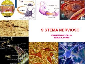 Componentes celulares del sistema nervioso