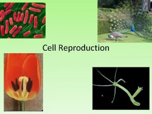Cell Reproduction Video Why do cells reproduce Organisms