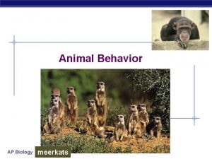 Animal Behavior AP Biology meerkats Why study behavior