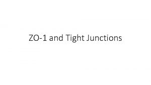 ZO1 and Tight Junctions Cell Junctions http www