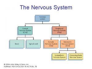 The Nervous System 2004 John Wiley Sons Inc