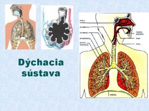 Dchacia sstava Dchacia sstava Dchanie zkladn prejav ivota