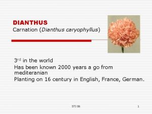 DIANTHUS Carnation Dianthus caryophyllus 3 rd in the