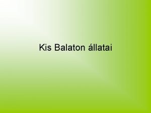 Kis Balaton llatai Kis kcsag Testhossza 55 65