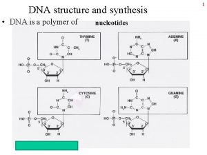 DNA structure and synthesis DNA is a polymer